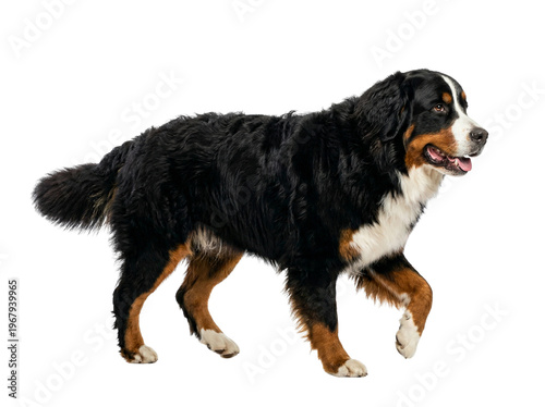 Bernese Mountain Dog walking, side view, black, white, and brown fur, isolated on white