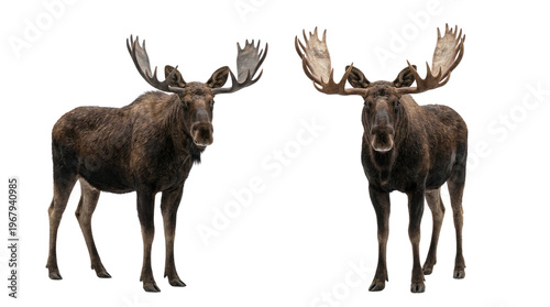 Two large brown moose with antlers standing, facing forward, isolated on white