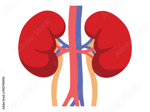 Human Kidney Anatomy Normal