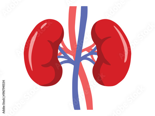 Human Kidney Anatomy Normal