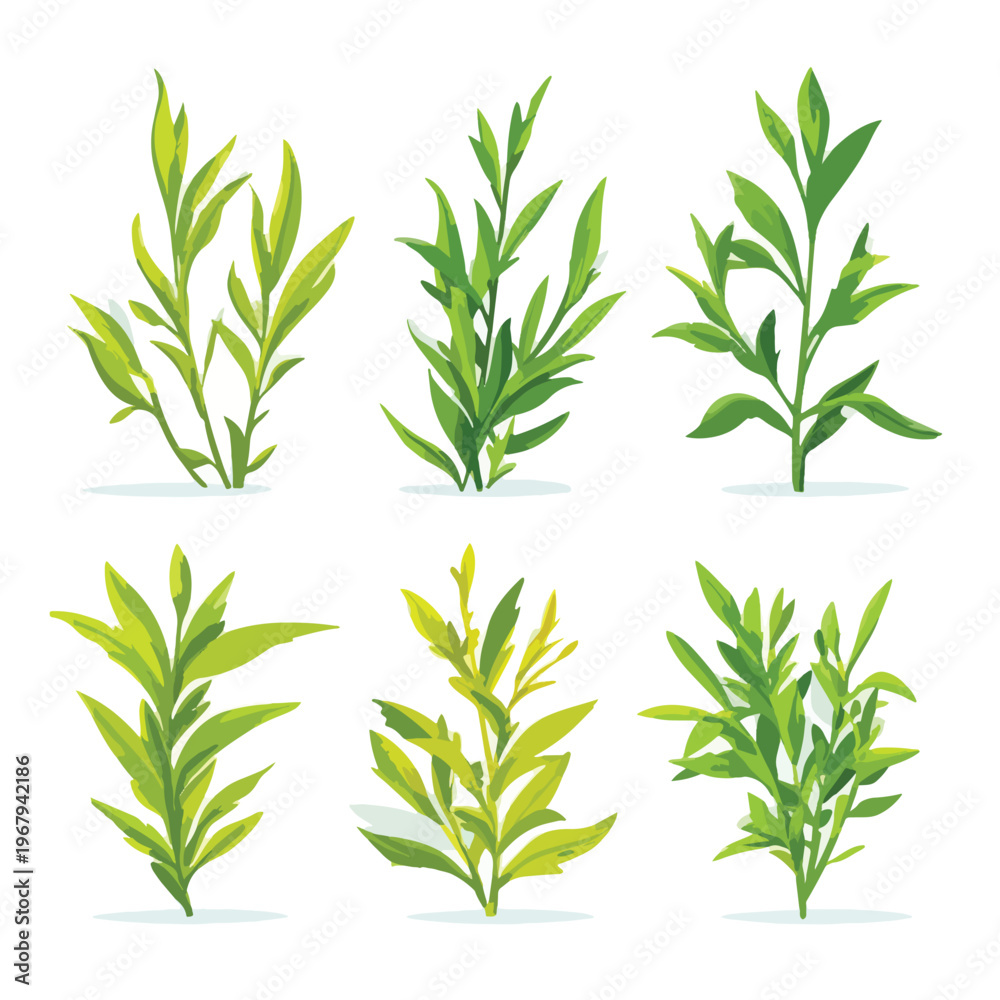 Naklejka premium set of fresh herbs
