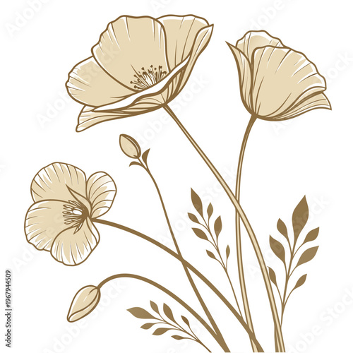 Beautiful beige poppy flowers on for design and decoration purposes