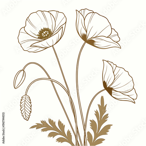 Brown line drawing of poppy flowers and leaves on cream background