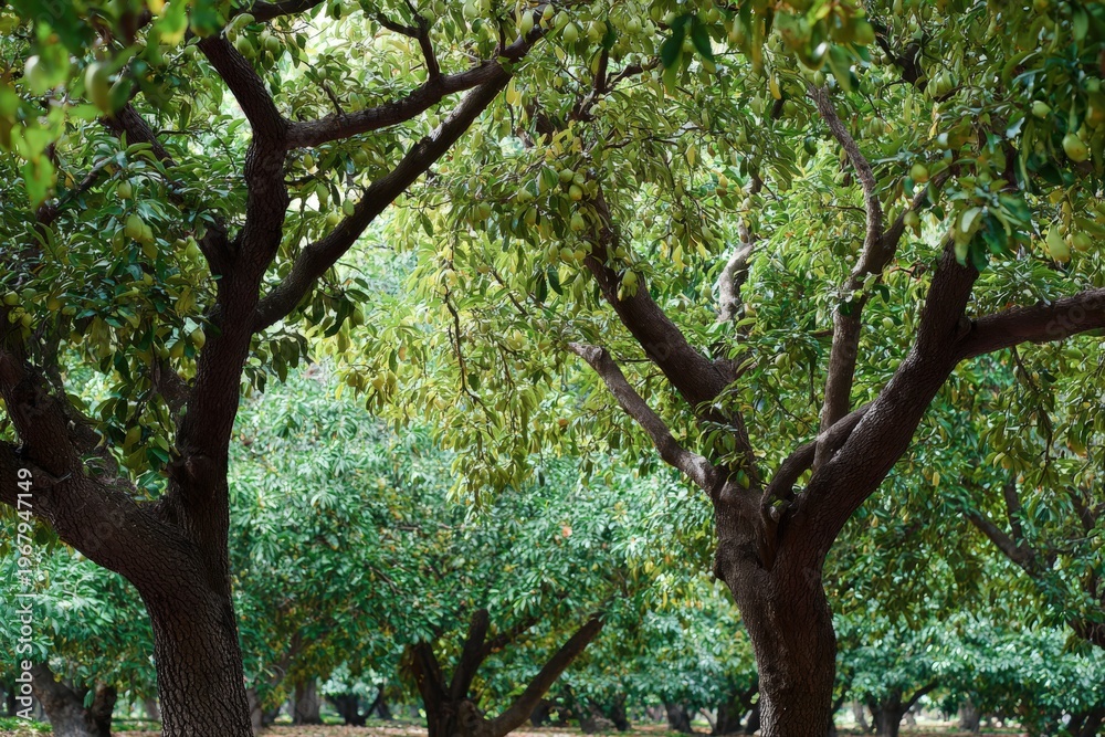 Fototapeta premium Lush green trees in a serene orchard setting with rich foliage