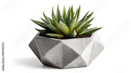 White vase with simple indoor plant with white 
