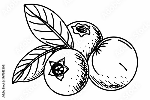 A black and white line drawing of three plums with leaves on a white background