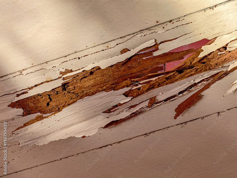 custom made wallpaper toronto digitalAn interior house wall damaged by termites hidden behind paint revealing hollow wood and structural decay problems.