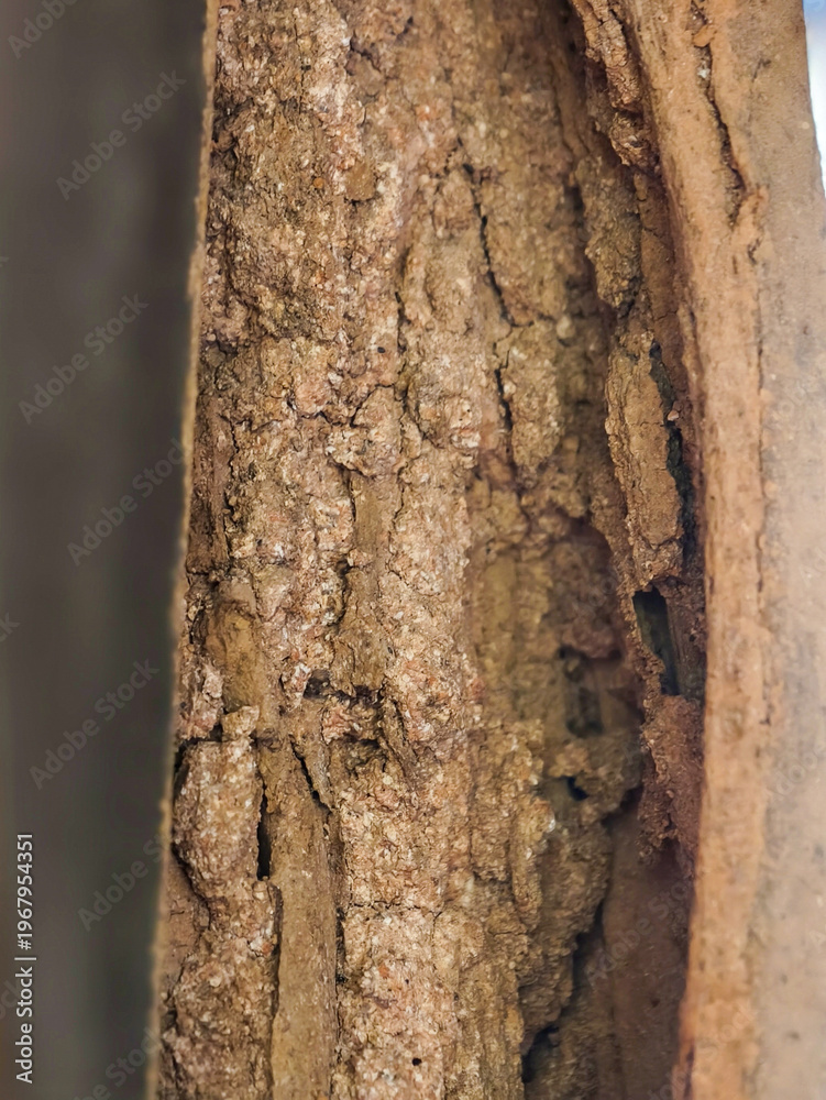 custom made wallpaper toronto digitalClose-up of severe termite damage on wooden structure with mud shelter tubes and active infestation traces.