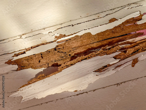 Wallpaper Mural An interior house wall damaged by termites hidden behind paint revealing hollow wood and structural decay problems. Torontodigital.ca