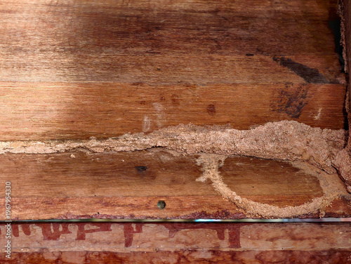 Wallpaper Mural Close-up of severe termite damage on wooden structure with mud shelter tubes and active infestation traces. Torontodigital.ca