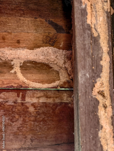 Wallpaper Mural Close-up of severe termite damage on wooden structure with mud shelter tubes and active infestation traces. Torontodigital.ca