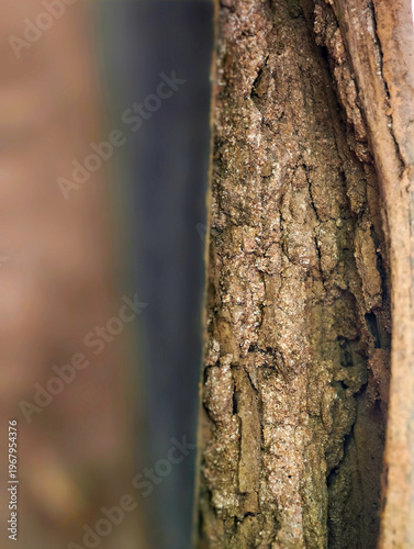 Wallpaper Mural Close-up of severe termite damage on wooden structure with mud shelter tubes and active infestation traces. Torontodigital.ca