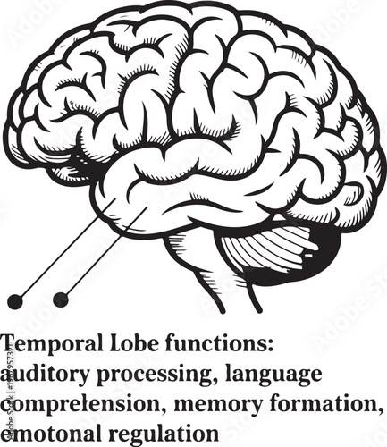 3D rendered illustration of a human brain isolated on white representing medical anatomy, science, and the intelligence of the mind's cerebral organ for neurology and psychology