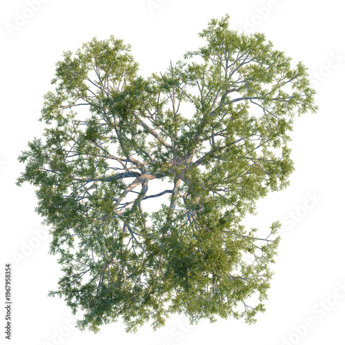 Southern Blue Gum botanical tree top view isolated on black for 3D rendering composition