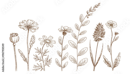 A flower illustration set of various botanical elements in sepia tones
