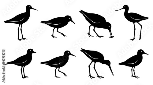 Vector Silhouettes of Shorebirds in Various Postures Including Standing, Walking, Pecking, Wading Birds with Long Legs and Beaks, Coastal Wildlife Illustration, Nature Design