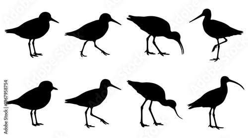 Vector Silhouettes of Shorebirds in Various Postures Including Standing, Walking, Pecking, Wading Birds with Long Legs and Beaks, Coastal Wildlife Illustration, Nature Design