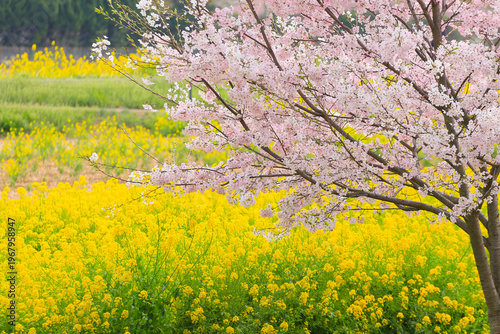 桜と菜の花畑