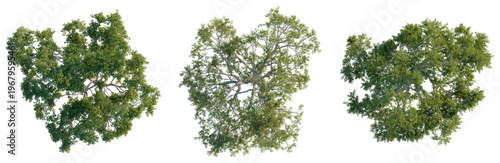 Photos Set of three Southern Blue Gum trees top view isolated on black background for l