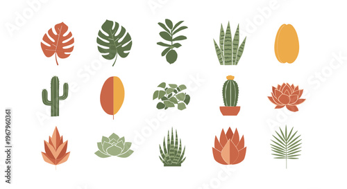 Collection of Various Cacti and Succulent Plants.