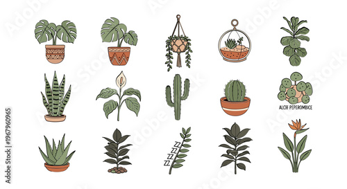 Collection of Various Potted Plants and Cacti 8.