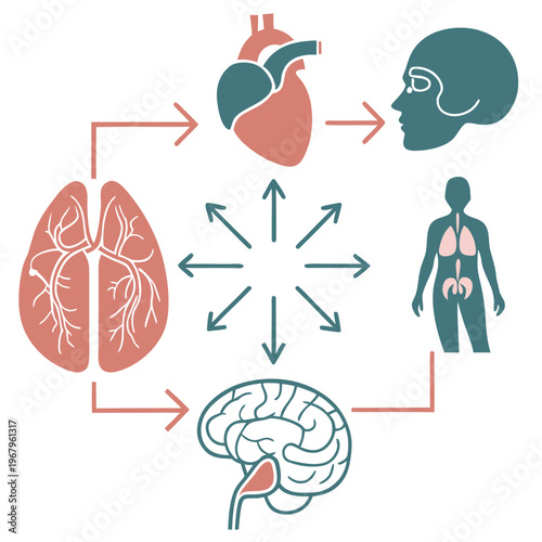 Interconnectedness of human organs and body systems depicted as abstract flow chart with interconnected brain lungs heart and head icons.