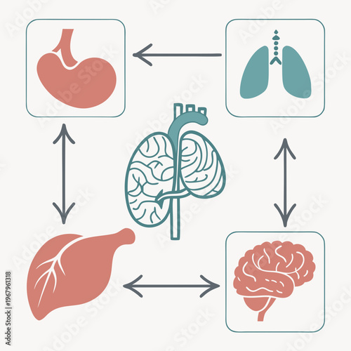 Stomach lungs liver brain interaction diagram showing connection between human internal organs medical illustration.
