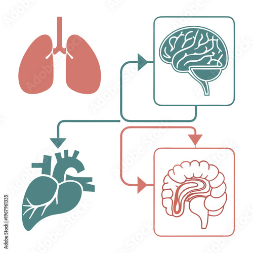 Biological process flow chart illustrating connection between lungs heart and digestive brain systems for medical science concept.