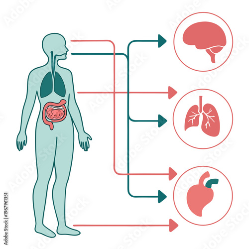 Full body human silhouette illustrating digestive system and respiratory organs linked to brain heart and lung icons for medical education purpose.