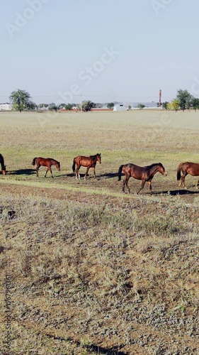 A herd of horses follows one another along a path. Autumn landscape. Slow motion