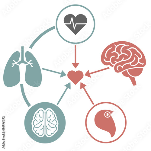 Medical concept vector with human organs representing their interconnectedness, diagram shows brain, lungs, heart, liver relationships.