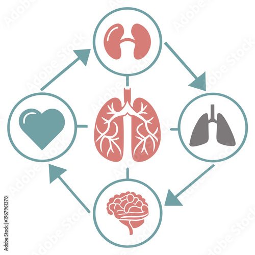 Central lung icon surrounded by heart brain and kidney symbols in a circular flow diagram representing respiratory system importance in human body.