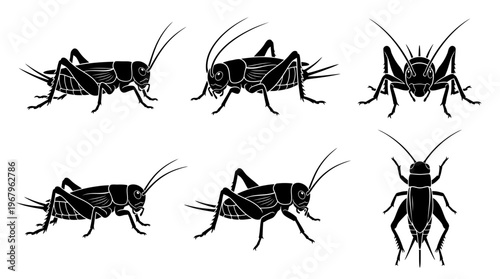 Crickets Vector Silhouettes Insects Black Outline Illustrations Wildlife Nature Bug Anatomy Legs Antennae Jumping Segmented Body Clipart Graphic Icon Symbol Design