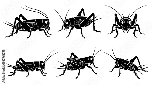 Crickets Vector Silhouettes Insects Black Outline Illustrations Wildlife Nature Bug Anatomy Legs Antennae Jumping Segmented Body Clipart Graphic Icon Symbol Design