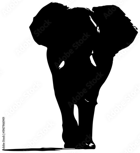 Large elephant walking forward with trunk raised high on white background black silhouette