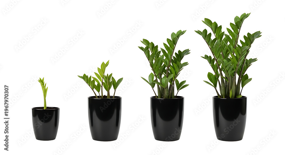 Fototapeta premium Four Zamioculcas zamiifolia (ZZ plants) in black pots showing different stages of growth on a white background.