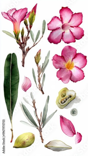 Vibrant Pink Desert Rose Flowers and Seed Pods Watercolor Botanical Illustration