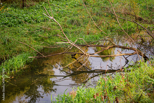 Serene autumn scene with gently flowing creek and fallen branches in lush green landscape