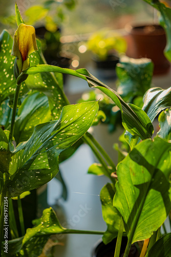 Lush green plants basking in soft sunlight, showcasing vibrant leaves and delicate blooms in a cozy indoor setting