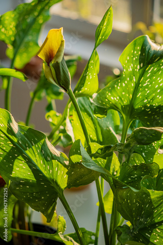 Sunlit green leaves and a blossoming flower in a cozy indoor garden setting