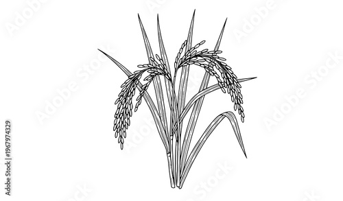 Rice plant black white sketch botanical vector illustration