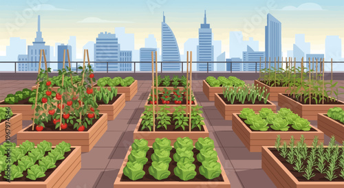 Tomato plants in wooden planters growing.