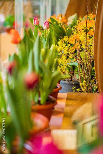 Colorful bloom of tulips and orchids in a vibrant floral shop during springtime