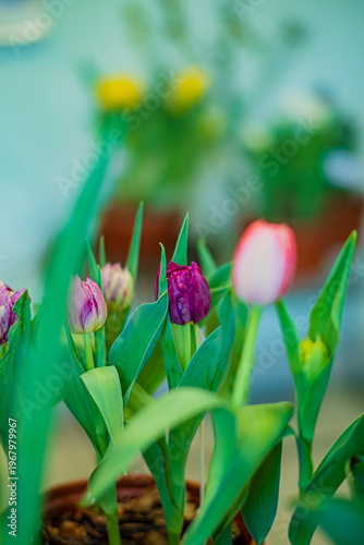 Colorful tulips bloom gracefully in a cheerful indoor garden space filled with greenery