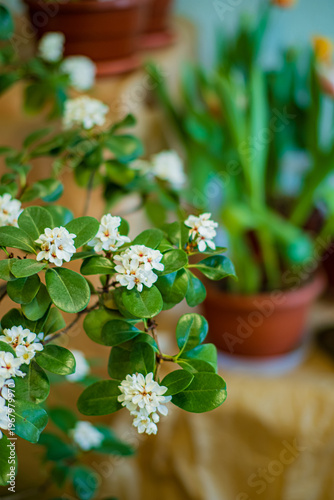 Beautiful white flowers bloom on a lush green plant in a cozy indoor garden setting