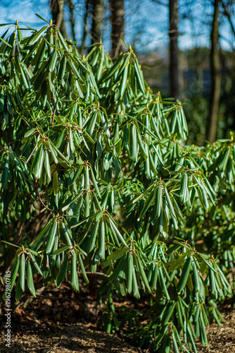 Lush green rhododendron bush thrives in a tranquil garden setting during early spring sunshine
