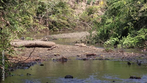 Flowing water in stream in forest. this 4k resolution video was taken from Chittagong, Bangladesh.