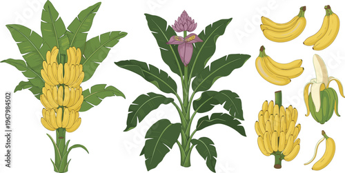 Tropical Banana Tree Vector Set Featuring Growing Fruit Bunches, Exotic Green Leaves, Purple Blossom Flowers, and Ripe Yellow Bananas for Agricultural and Nature Designs