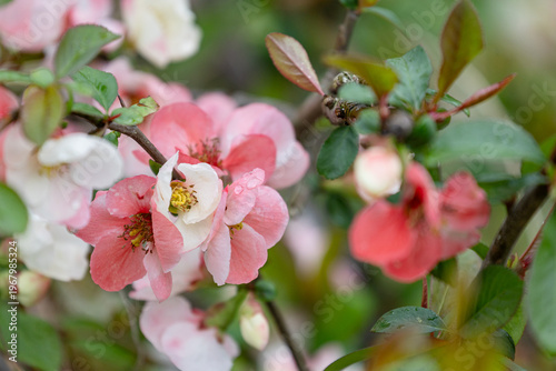 雨中に咲く木瓜の花01