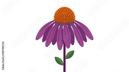 Flat Vector Illustration of Purple Coneflower Echinacea Purpurea Flower Isolated on White Background for Herbal Medicine and Botanical Design